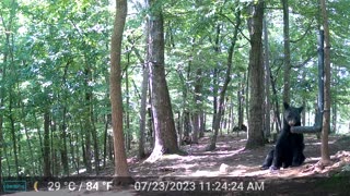 The Woods – 07/24/2023 Bear