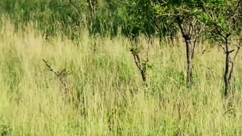 Hyena Pushes Wild Dogs into Lions