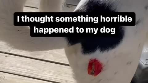 I thought something horrible happened to my dog