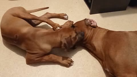 Rhodesian Ridgeback Pup Practices Her "MOTHER!ing" Skills on Rhodesian Ridgeback Dog