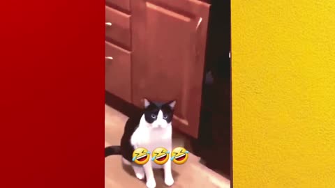 Cats funny videos part-11🤣🤣🤣😍😍😍