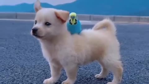 Cute dog and Bird
