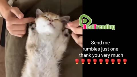 The newest compilation of cute cats
