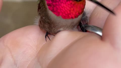 Gorgeous Hummingbird