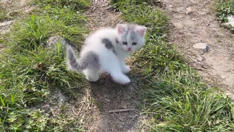 Catch a cute little kitten on the road and take it home