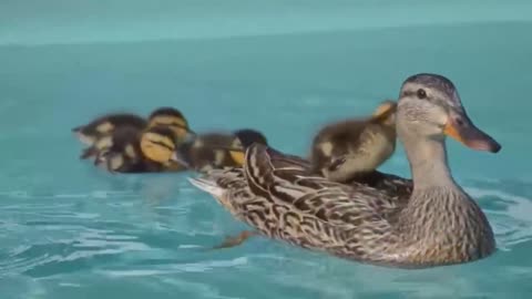 The newborn ducklings swim under the lead of their mother, so cute and lovely.