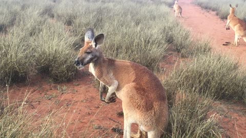 Foggy Morning Walk with Kangaroos