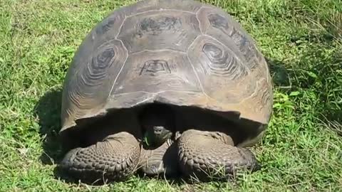 Giant Galapagos Tortoise hides in his shell as he nears tourists. (Isla Santa Cruz, Galapagos)