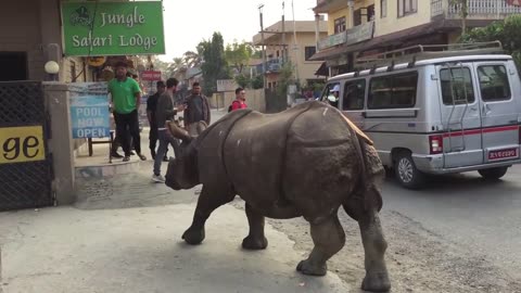 Rhinoceros in a market in Chitwan viral