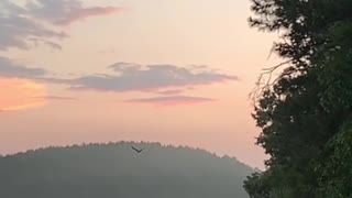 Bald Eagle flying into the sunset.