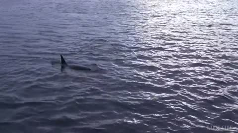 Spyhopping Orcas in Kaldfjord