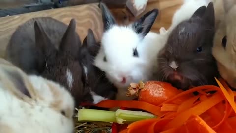 Very cute rabbits being filmed having their daily meals
