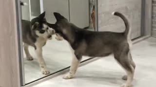 Cute Husky in the mirror