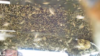 Botfly Infestation