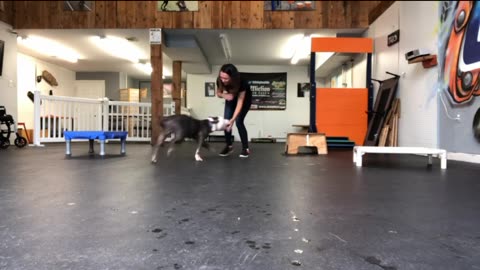 Dog training in very furious way 😮#shorts #reels #viralnews #trending