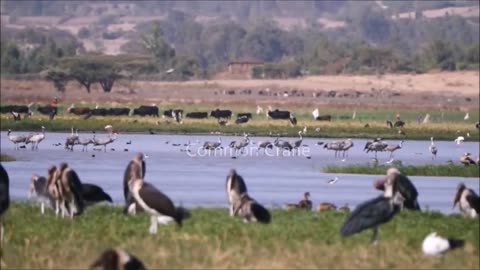 How many varieties of birds are there in Ethiopia?