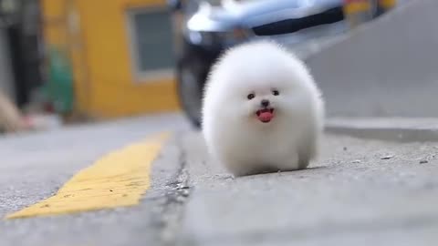 Cute white miniteacup Pomeranian puppy video😍❤️