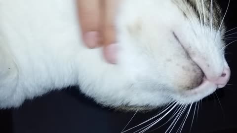 Cute cat massage