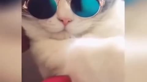 Cat 😺 funny videos 😂