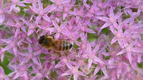 ees are flying insects closely related to wasps and ants