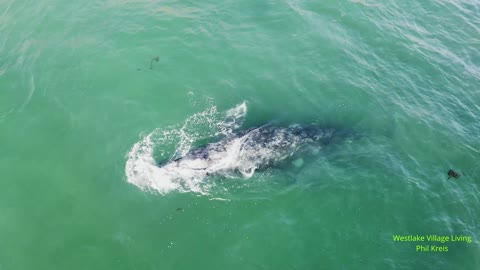 Mom & Calf Grey Whales Epic Northern Migration 2021 at Point Dume Malibu CA
