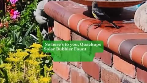 Quackups Solar Bubbler Fountain for Hummingbirds