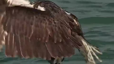 Crazy Osprey grabs huge catfish and takes to the skies. Glad I_m not a fish_(720P_HD)