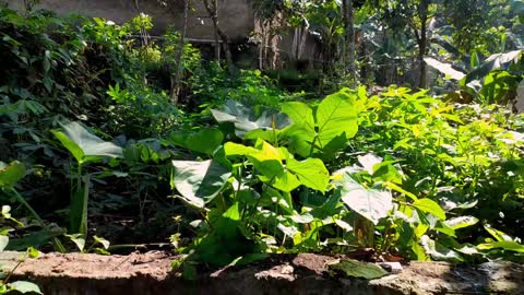 plantation nature cinematic - WEST JAVA