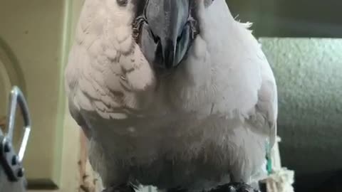 Cookie the cockatoo says hi