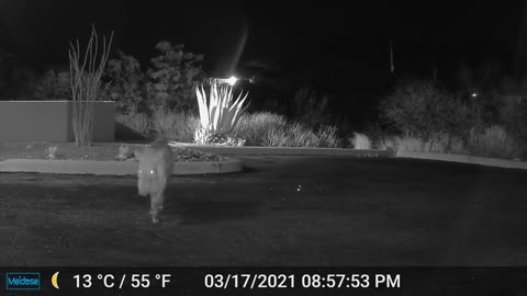 A Javelina gets friendly with the game camera