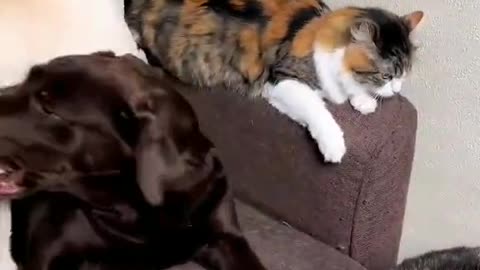 Funniest Cats And Dogs Videos 😂 - Best Funny Animal Videos 2023 😅