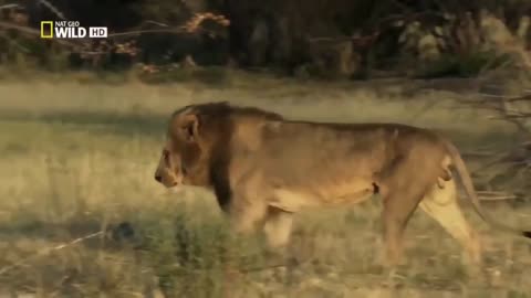 WORLD’S FASTEST ANIMALS FAIL! Grant’s Take Down Cheetah With Horns, Lion Hunt Fail