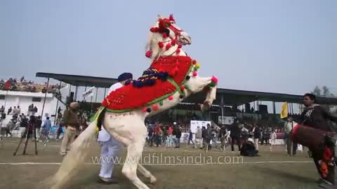 Horse dancing to the rhythm of dhol- Only in India_Cut