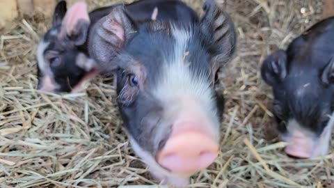 New Berkshire piglets!