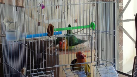 My lovebird