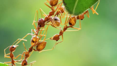 This Isn't About Ants 🤫 #ants #antcolony #antworking