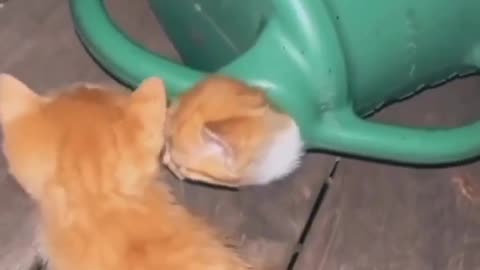 Tasty cats