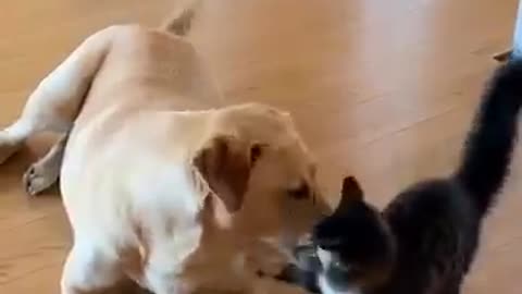 Adorable Cat and dog Wrestle, Cat and Dog Friendship
