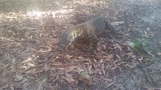 How Not To Feed Aussie Wildlife