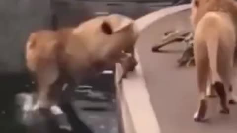 Funny video, funny animal