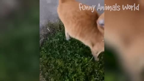Funniest Dogs And Cats Videos Best Funny Animal Videos 2023
