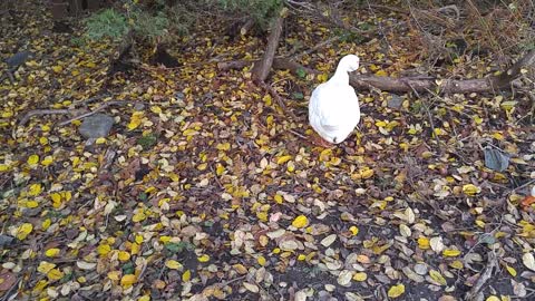 Geese are not the pickiest of eaters