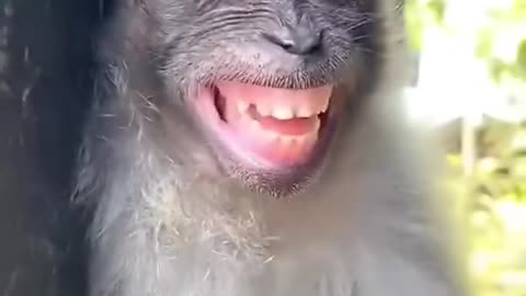 Funny Animal Video 2 "Fun With Monkey"