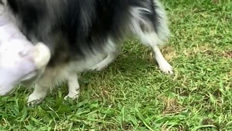 Hilarious Puppy Takes On Stuffed Bunny in Slow Motion