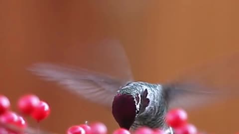 Interesting Facts about Humming Birds | Amazing Facts