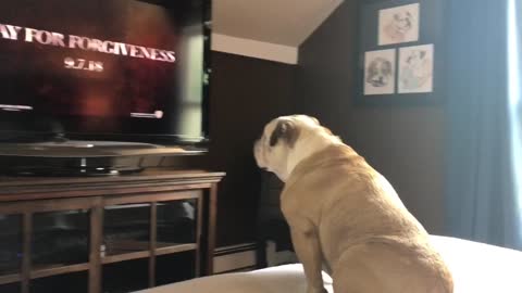 English Bulldog reacts to new horror trailer