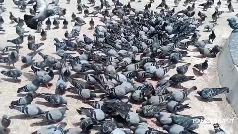 The most famous beautiful Pigeon Chowrangi in Karachi Sadar, Pakistan where people feed millet to pigeons, sparrows, crows, and many other birds and earn reward.