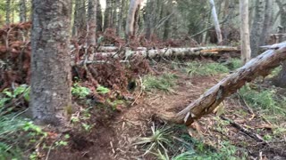 Oregon - Mount Hood - This Section of Forest has a Postapocalyptic Feel