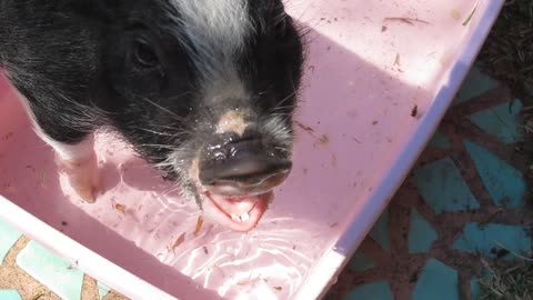 Lola and her musical snout