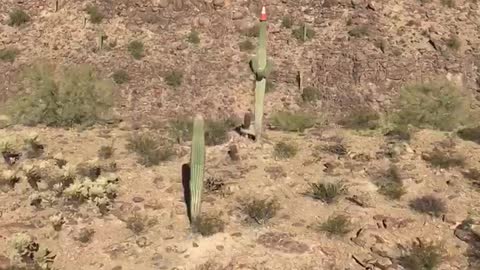 Traffic Cone Perched on Top of Saguaro Cactus in Desert